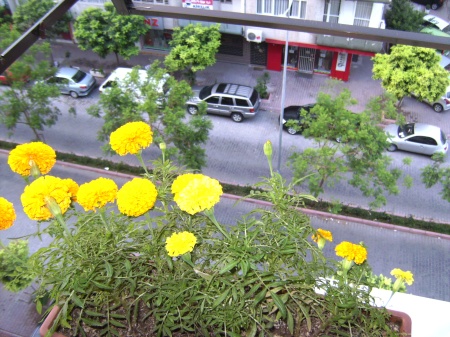 Marigolds, and a view of the street